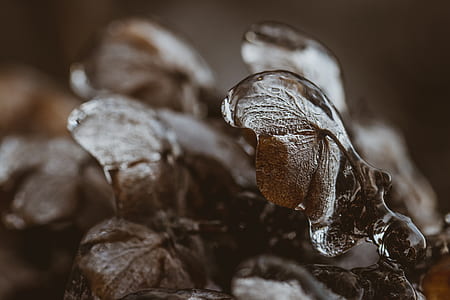 selective focus photography of dried leaf thumbnail