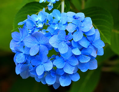 green leafed plant with blue flowers thumbnail