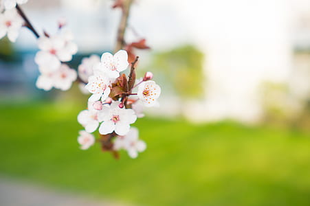 shallow focus photography of white flowers thumbnail