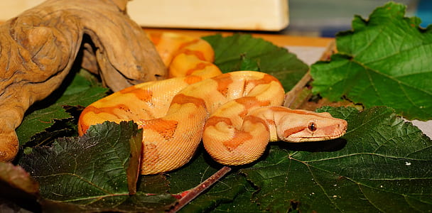 orange and brown python on leaves thumbnail