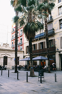 Palm trees in Spain thumbnail