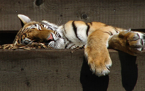tiger sleeping on wooden board thumbnail
