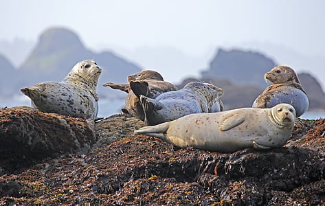 five gray sea lions on brown stone fragment thumbnail
