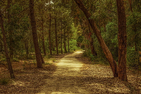 empty pathway surrounded by trees thumbnail