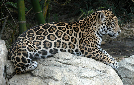 leopard on rock thumbnail