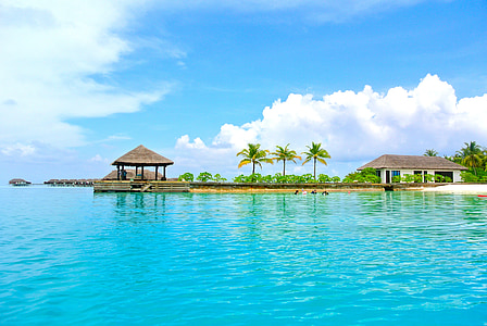 palm trees under cloudy sky near body of water thumbnail