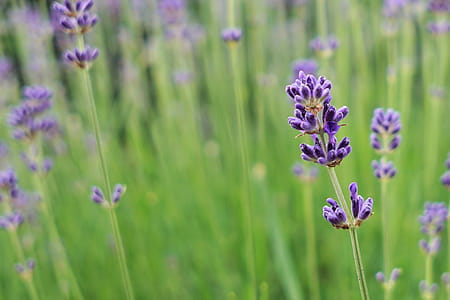 nature, field, flowers, summer thumbnail