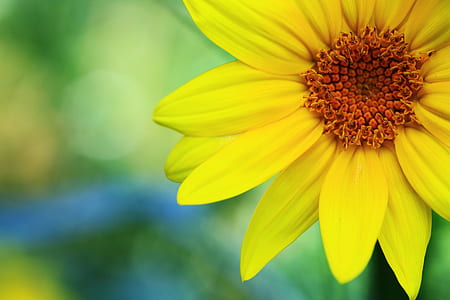 selective focus photo of a yellow flowers thumbnail
