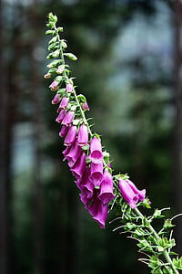 shallow focus photography of purple petaled flower thumbnail