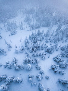 aerial photo of snow covered trees at daytime thumbnail