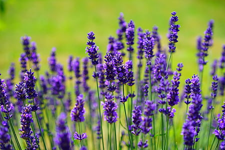 shallow focus photography of purple lavenders thumbnail