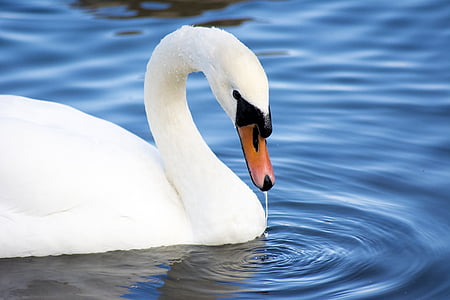 adult white swan on water during daytime thumbnail
