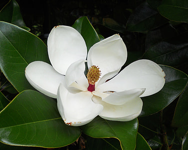 close-up photo of white magnolia flower thumbnail