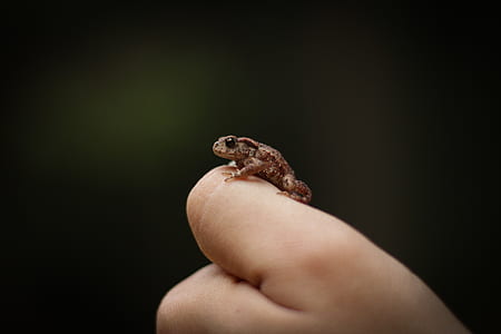 macro photography of brown frog on person hand thumbnail