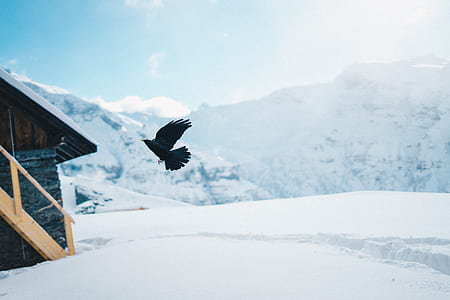 black bird across the house during daytime thumbnail