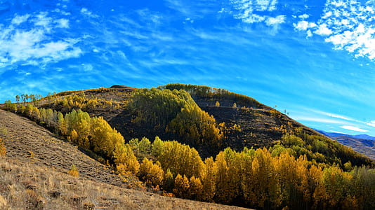 green trees during daytime thumbnail