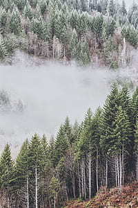 green leafed trees thumbnail