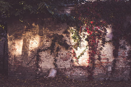 Wall With Vines thumbnail