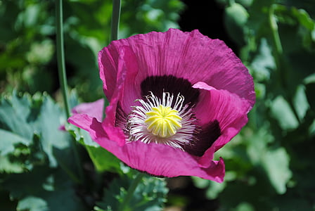 close-up photo of pink poppy flower thumbnail