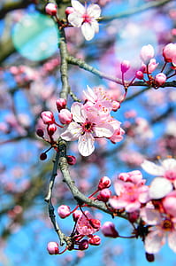 selective focus photography of pink cherry blossoms thumbnail