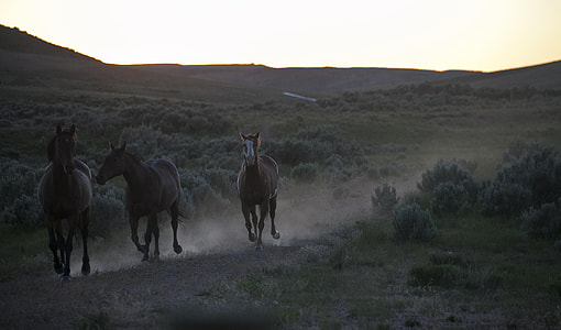 photo of three brown horse running gesture thumbnail