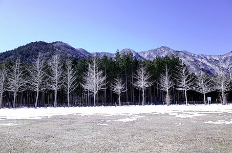 withered trees surrounded by snow thumbnail