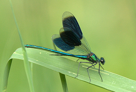 close-up photography of dragonfly perched on green leaf thumbnail