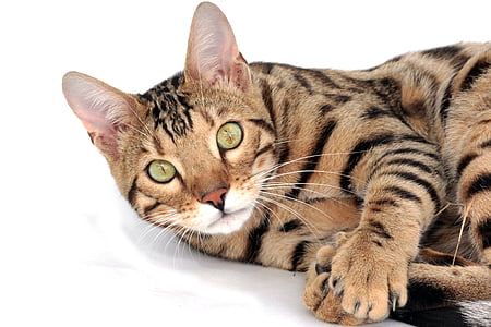 brown and black cat laying on white surface thumbnail