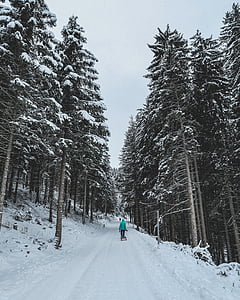 man walking on snow between trees thumbnail