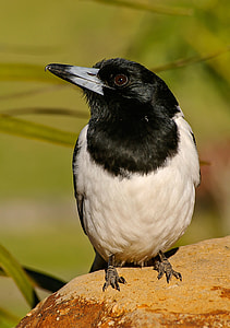 white and black bird closeup photography thumbnail