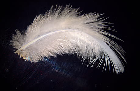 white feather thumbnail