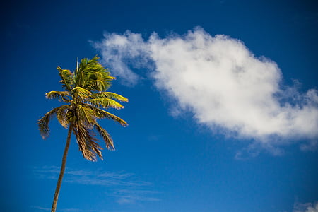 green coconut tree under blue sky thumbnail