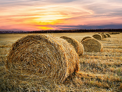 brown hay during orange sunset thumbnail