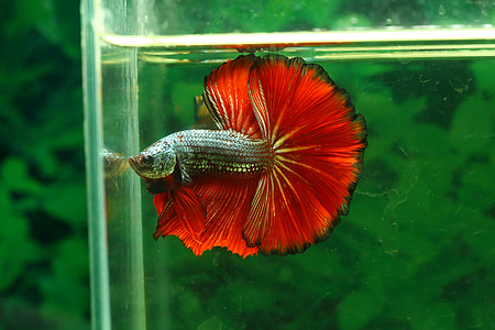red betta fish thumbnail