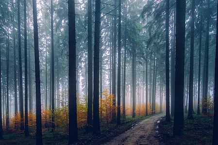 road surrounded by green leafed trees thumbnail