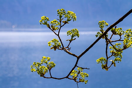 aerial view of green flowers thumbnail