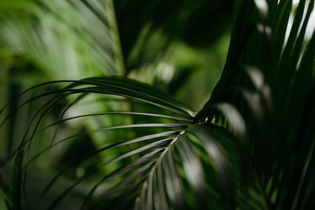 Close-Up Photography of Leaves thumbnail
