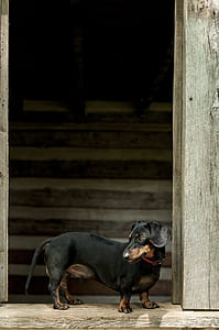 weiner dog, pet, balck dog, looking on the side thumbnail