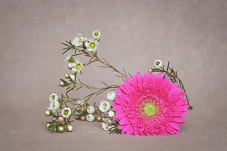 pink petaled flower thumbnail