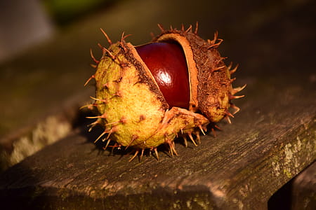 Buckeyes on Plank thumbnail