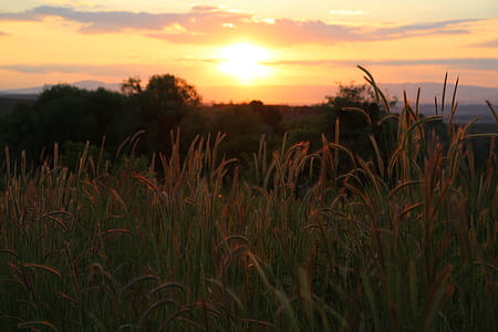 green grass field during sunset thumbnail