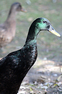 Duck, Indian Runner thumbnail