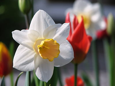 selective focus photography of white daffodil thumbnail