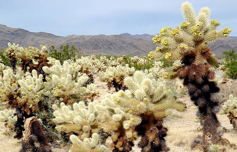 Cholla Cactus garden in Joshua Tree National Park, California thumbnail