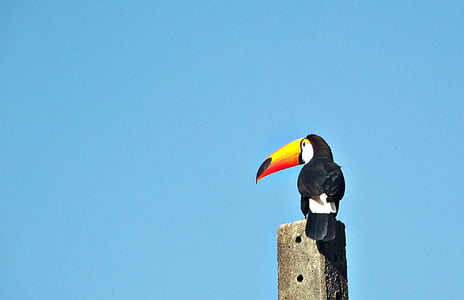 selective focus photo of toco toucan perching on gray concrete post thumbnail