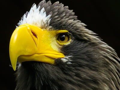 closeup photo of bald eagle thumbnail