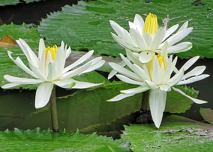 closeup photography of three white lotus flowers thumbnail