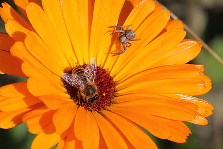 close-up photo of honey bee and brown spider on orange flower thumbnail