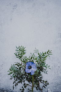 photo of blue petaled flower thumbnail