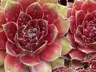 closeup photo of red succulents thumbnail